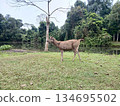 Sambar deer standing and eating  grass in tropical forest at Khao Yai National Park, Brown fur mammal and hoofed animal in World Heritage site with black water of swamp and green tree, Thailand 134695502
