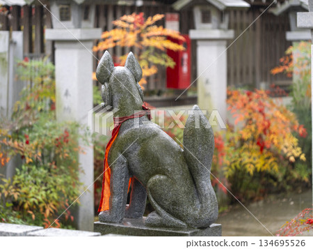Rain-soaked guardian foxes at Inari Shrine 134695526
