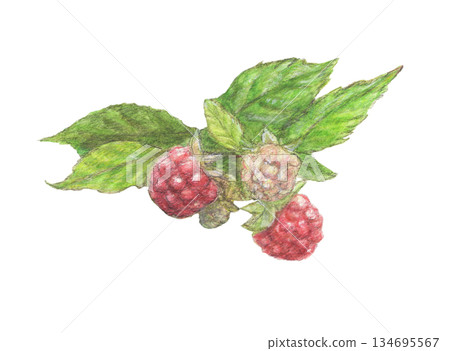 覆盆子和葉子水彩鉛筆畫 134695567