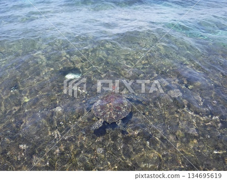 淺水中的海龜 134695619