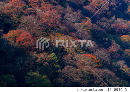 Autumn leaves in Arashiyama_3189 134695643