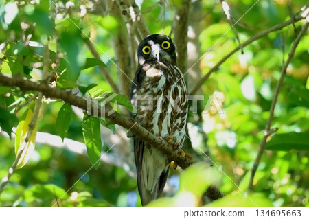 A barn hawk owl perched on a tree 134695663