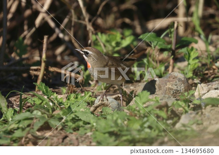 A male Nogoma has arrived. A male Nogoma has arrived. 134695680
