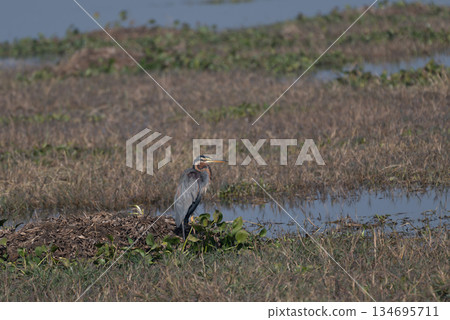 紫鷺 紫鷺 134695711