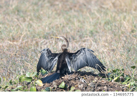 Anhinga drying its wings Anhinga drying its wings 134695775