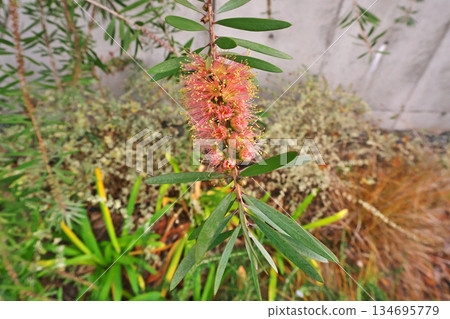Orange bottlebrush flowers (winter, December) 134695779