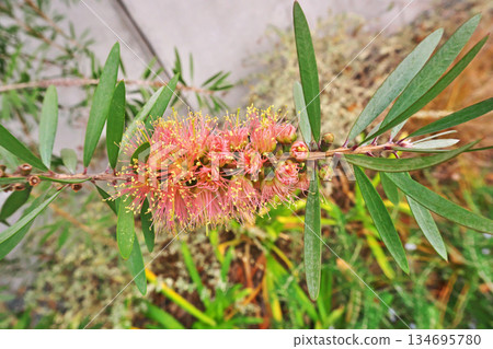 Orange bottlebrush flowers (winter, December) 134695780