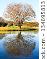 The golden autumn trees and the water reflect beautifully on the lake surface. 134695813