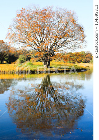 The golden autumn trees and the water reflect beautifully on the lake surface. The golden autumn trees and the water reflect beautifully on the lake surface. 134695813
