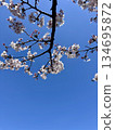 Cherry blossoms blooming in the blue sky Spring background material 134695872