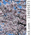 Spring scenery with cherry blossoms in full bloom 134695873