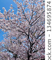 Spring scenery with cherry blossoms in full bloom 134695874