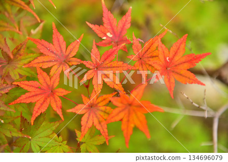 Maple leaves turning red in late autumn Maple leaves turning red in late autumn 134696079