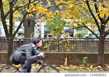 A man riding a bicycle along the river in Motomachi in late autumn A man riding a bicycle along the river in Motomachi in late autumn 134696081