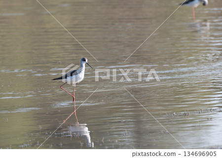 Black-winged stilt 134696905
