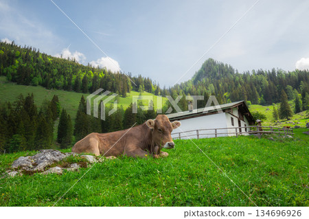 Alpine meadow with cows and rustic houses in Berchtesgaden National Park 134696926