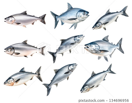 Set of Raw salmon fish with detailed fins and scales, isolated on white transparent background, concept of marine life Set of Raw salmon fish with detailed fins and scales, isolated on white transparent background, concept of marine life 134696956