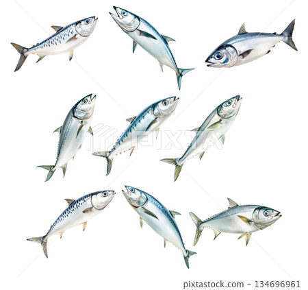 Set of mackerel fish with detailed scales and fins isolated on white background. Concept of seafood and marine life 134696961