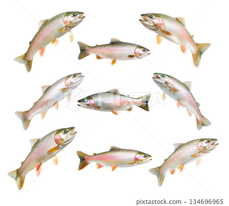 Set of colorful rainbow trout fish with spotted scales, fins and open mouth isolated on white transparent background 134696965