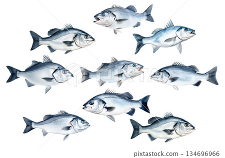Set of Silver sea bass fish isolated on white transparent background, showcasing its shiny scales and natural texture 134696966