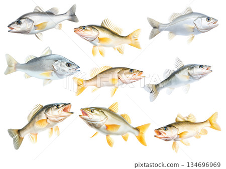 Set of Freshwater Walleye fish with vivid golden fins and detailed scales isolated on white transparent background 134696969