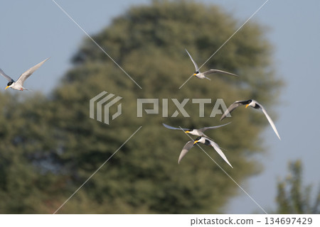 River tern in flight 134697429