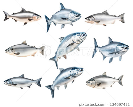 Set of Raw salmon fish with detailed fins and scales, isolated on white transparent background, concept of marine life 134697451