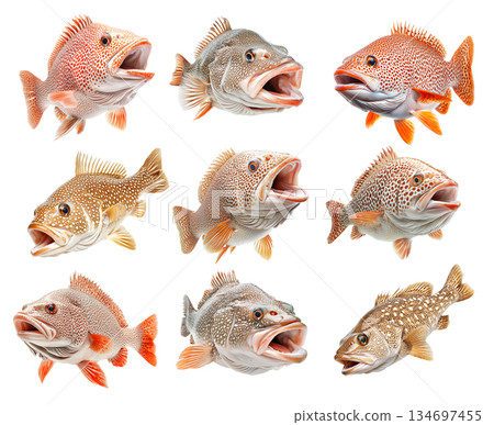 Set of Grouper fish with white spots and intricate fin details isolated on white background, concept of wildlife 134697455