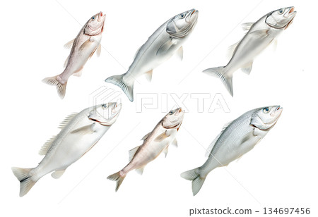 Set of Haddock fish isolated on white transparent background, concept of marine life Set of Haddock fish isolated on white transparent background, concept of marine life 134697456