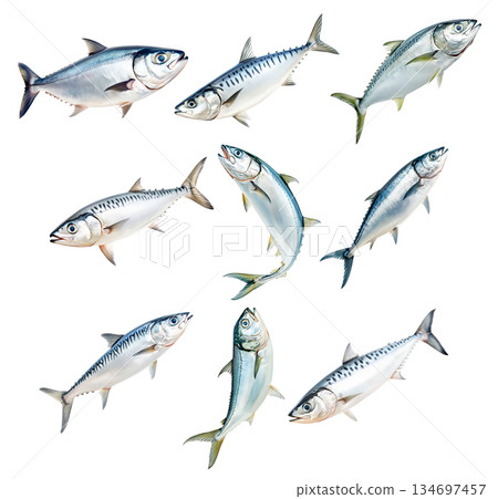 Set of mackerel fish with detailed scales and fins isolated on white background. Concept of seafood and marine life Set of mackerel fish with detailed scales and fins isolated on white background. Concept of seafood and marine life 134697457