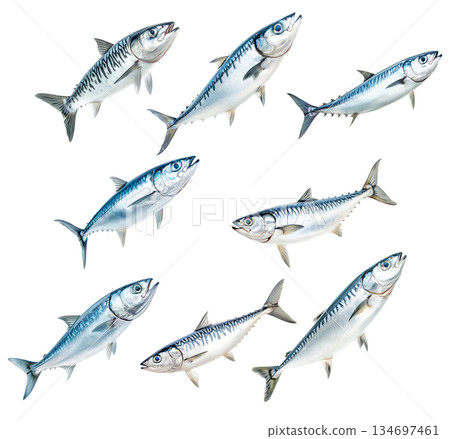 Set of Spanish mackerel fish with detailed scales and fins isolated on white background. Concept of seafood and marine 134697461