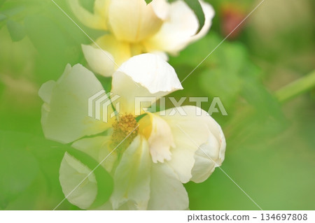 Rose in full bloom 134697808