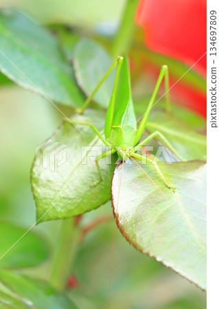 玫瑰和蚱蜢 134697809