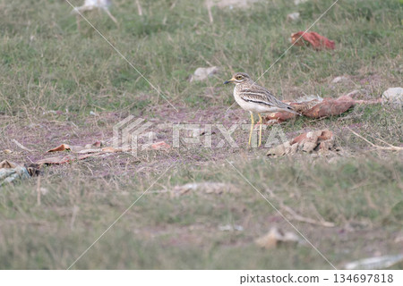 Ishichidori 134697818