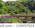 The former Shiba Rikyu Gardens. A wooden bridge and irises blooming along the pond, a garden surrounded by early summer greenery. 134697924