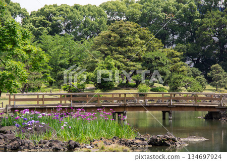 The former Shiba Rikyu Gardens. A wooden bridge and irises blooming along the pond, a garden surrounded by early summer greenery. 134697924