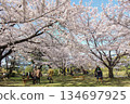 People enjoying the spring and cherry blossoms in full bloom at the Kyu-Shiba Rikyu Gardens | A traditional Japanese cherry blossom viewing scene in the city 134697925