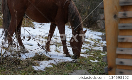Brown horse grazing on grass among patches of snow in natural setting Brown horse grazing on grass among patches of snow in natural setting 134698102