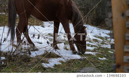 Brown horse grazing on grass with patches of snow in natural setting Brown horse grazing on grass with patches of snow in natural setting 134698103