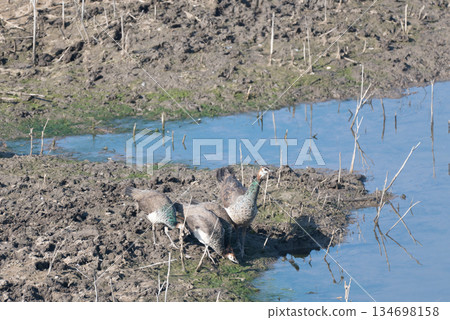 印度孔雀 134698158