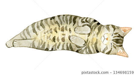 Tabby cat sleeping with its belly exposed - Hand-drawn watercolor illustration of pets and animals 134698159