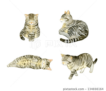 A set of cute tabby cats. A collection of hand-drawn watercolor illustrations of pets and animals. A set of cute tabby cats. A collection of hand-drawn watercolor illustrations of pets and animals. 134698164