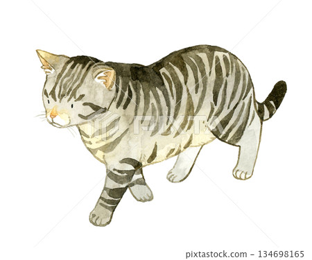 Walking tabby cat - Hand-drawn watercolor illustration of pets and animals 134698165