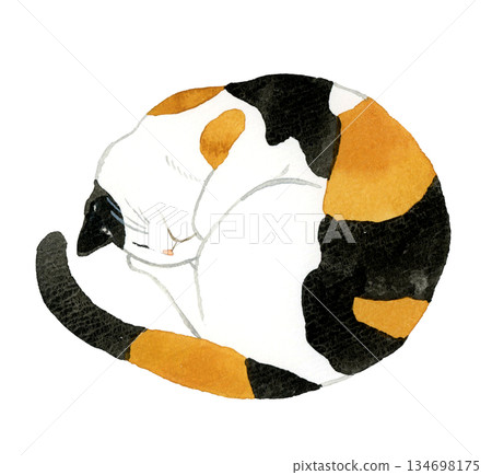 一隻三花貓蜷縮著睡覺－手繪水彩寵物和動物插畫 134698175