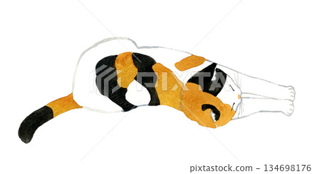 Calico cat stretching its roots - Hand-drawn watercolor illustration of pets and animals 134698176