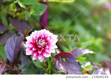 大麗花關 134698248