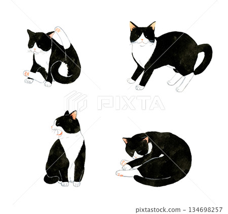 一組可愛的黑白虎斑貓。一系列手繪水彩寵物和動物插畫。 134698257