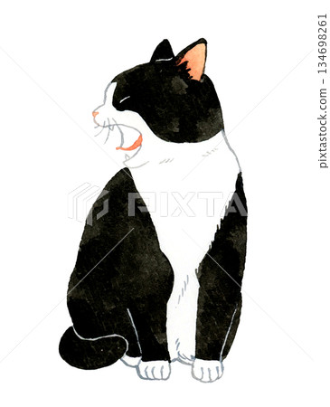 A black and white tabby cat sitting and yawning. Hand-drawn watercolor illustration of a pet or animal. 134698261