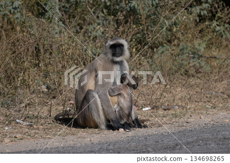 Hanuman langur parent and child 134698265