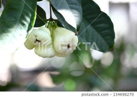 Shiratama renbu fruit Shiratama renbu fruit 134698270